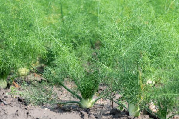 Fennel doesn't get along well with other plants so grow it off by itself.