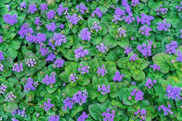 Repel mosquitoes with floss flower.