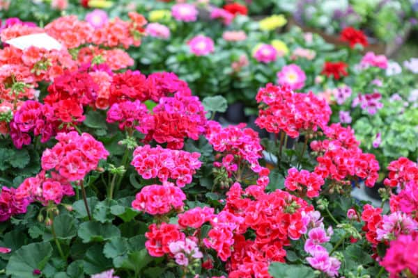 Scented geraniums are easy to grow.
