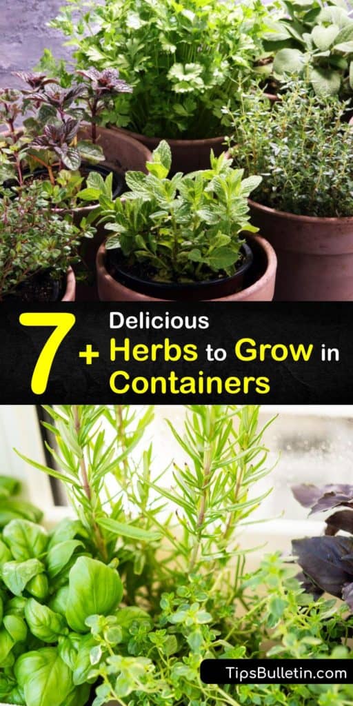 Master the growing season by sowing seeds in moveable containers and creating your indoor herb garden. Our article covers everything from the importance of drainage holes to which culinary herbs require full sun. #container #gardening #herbs #growing