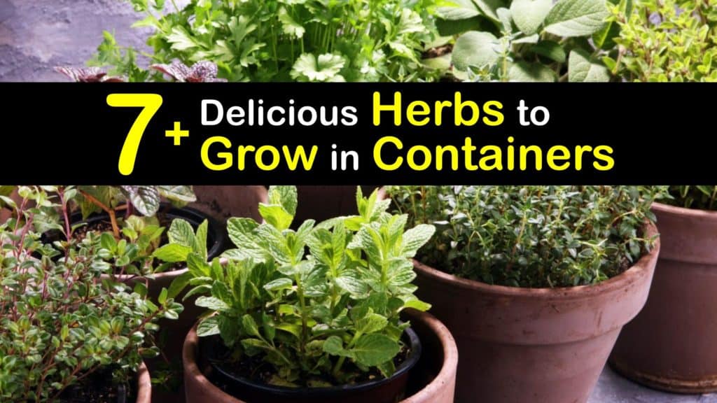 Herbs to Grow in Containers titleimg1