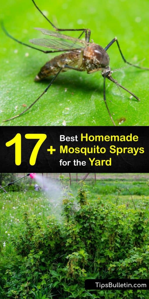 Learn how to make a homemade insect repellent to deter mosquitoes from your yard. We show you ways to make bug spray with a spray bottle and Epsom salt, witch hazel, Neem oil, vinegar, and essential oils, including lavender, tea tree, lemon, and peppermint. #homemade #mosquito #spray #yard