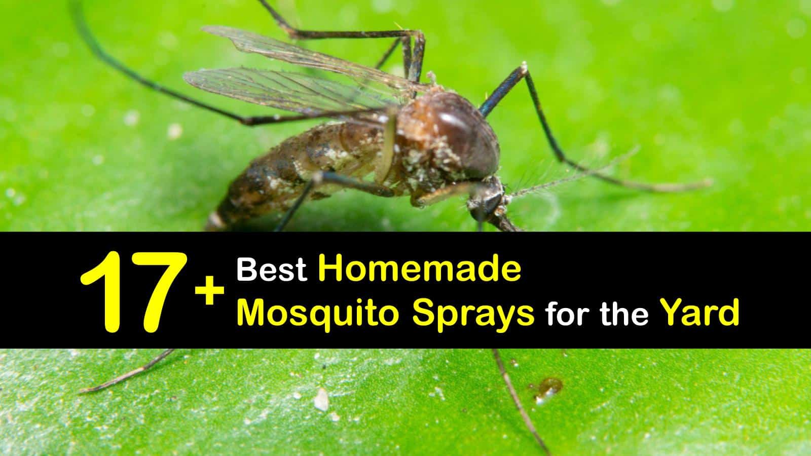 DIY Mosquito Sprays Make Your Own Mosquito Repellent