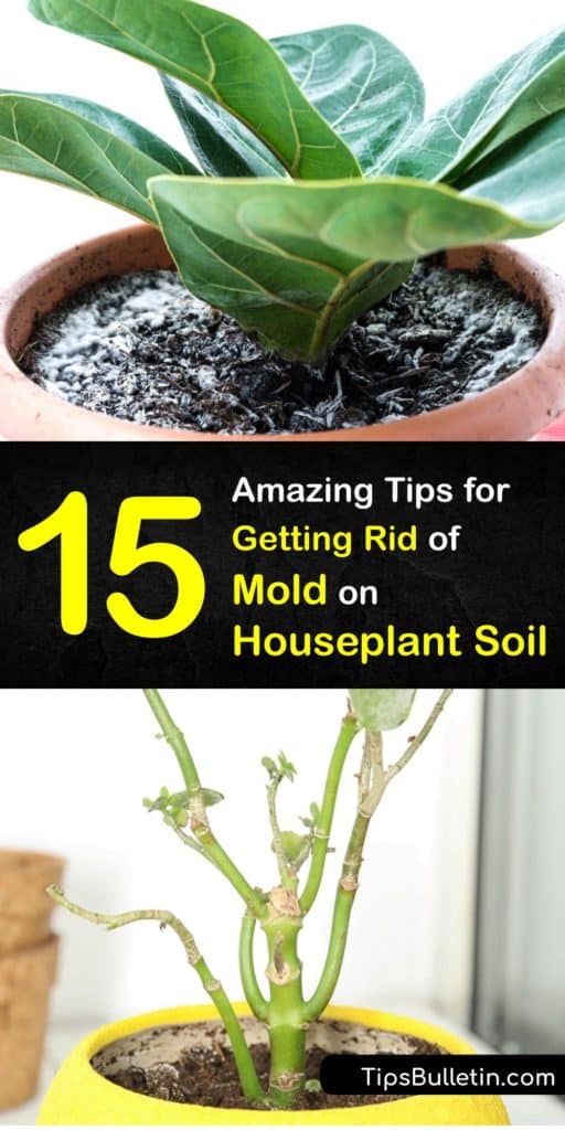 Learn ways to get rid of white mold on the soil of your indoor plant. There are several reasons for mold growth on houseplant soil, from overwatering to poor drainage, and mould is easy to eliminate using baking soda, hydrogen peroxide, and other solutions. #getridof #houseplant #soil #mold