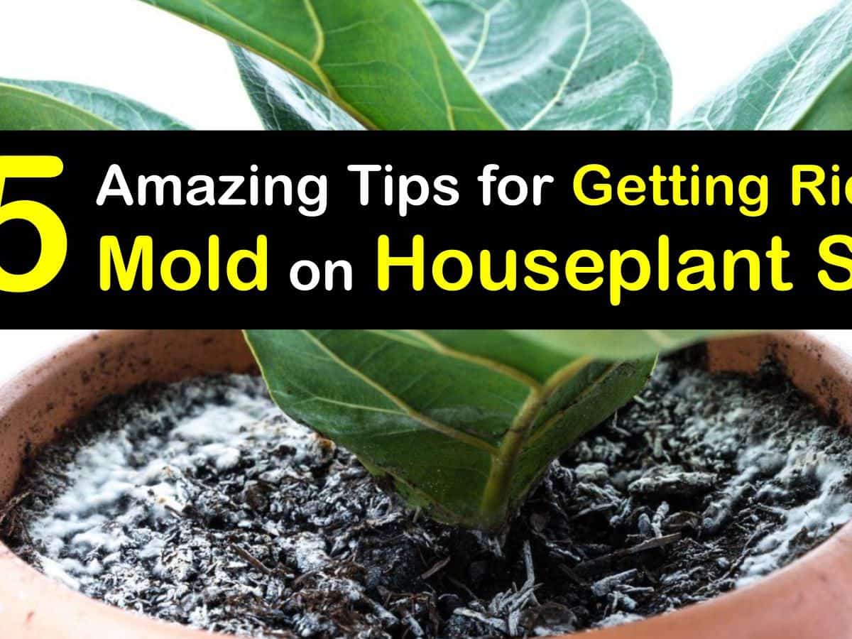 Mold Growing In Garden Soil Fasci Garden