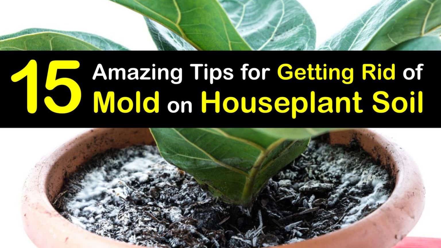 Plant Soil Diseases Smart Ways to Get Rid of Mold on Houseplants