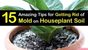 How to Get Rid of Mold on Houseplant Soil titleimg1