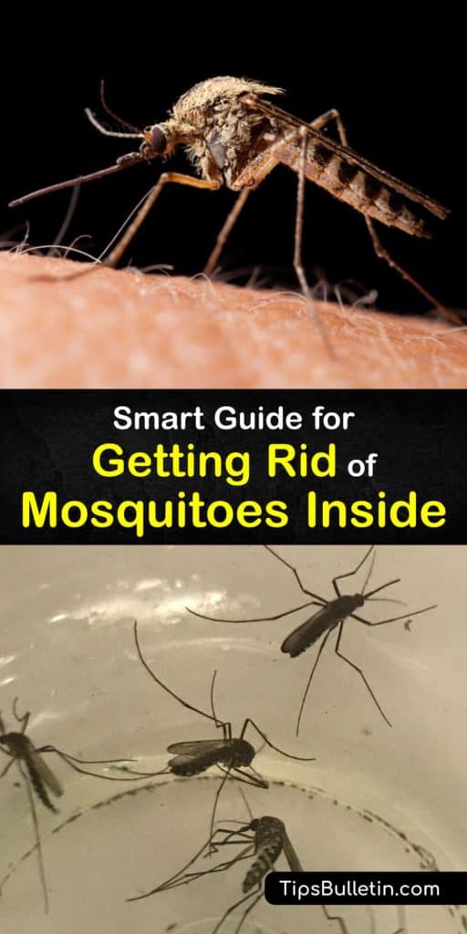 Stop yourself from getting a mosquito bite again with this article full of ways to create a mosquito trap and implement mosquito control. These methods of repelling mosquitoes target mosquito eggs, mosquito larvae, and adult mosquitoes so that you have the most protection. #rid #mosquitoes #inside