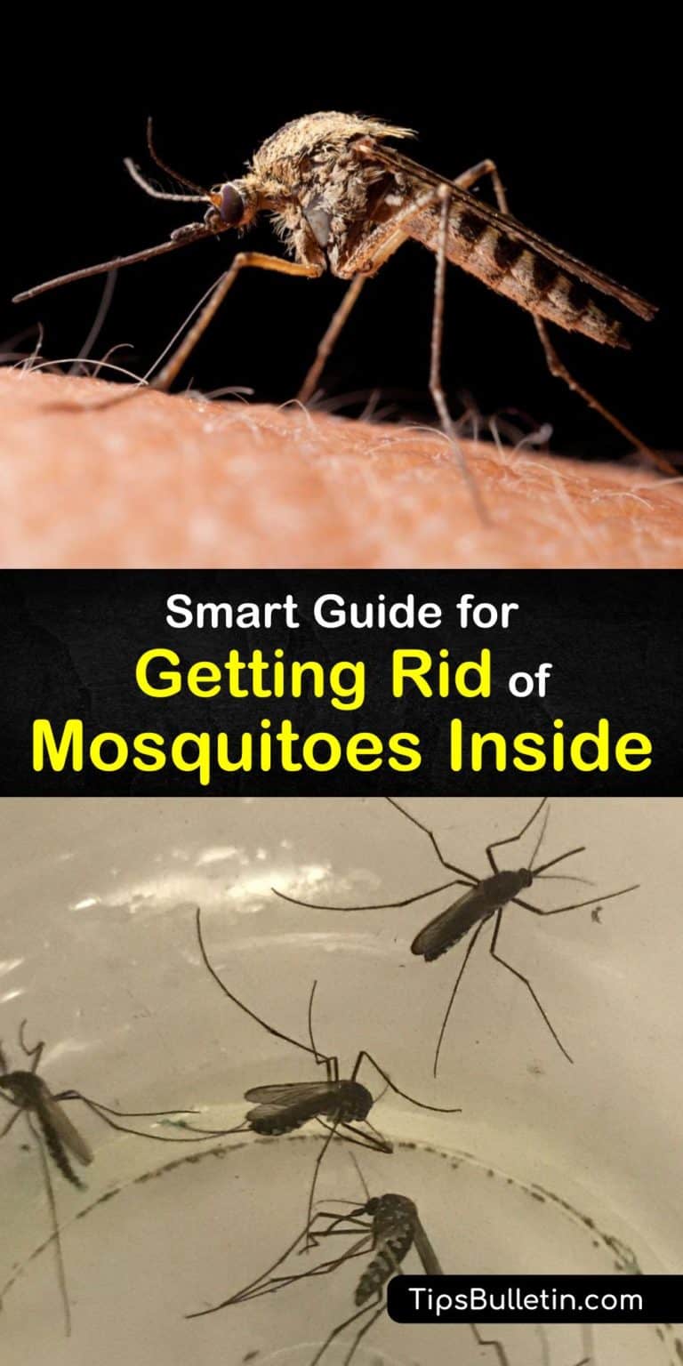 Indoor Mosquito Control Fast Tricks for Getting Rid of Mosquitoes Inside
