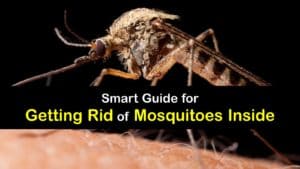 How to Get Rid of Mosquitoes Inside the House titleimg1