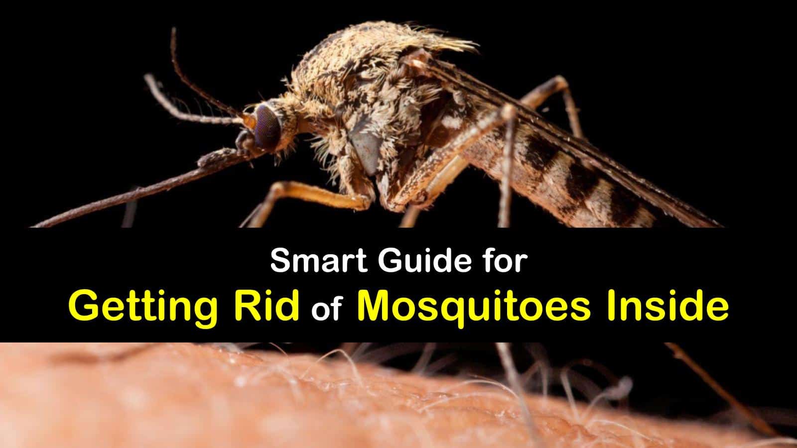 Indoor Mosquito Control Fast Tricks for Getting Rid of Mosquitoes Inside