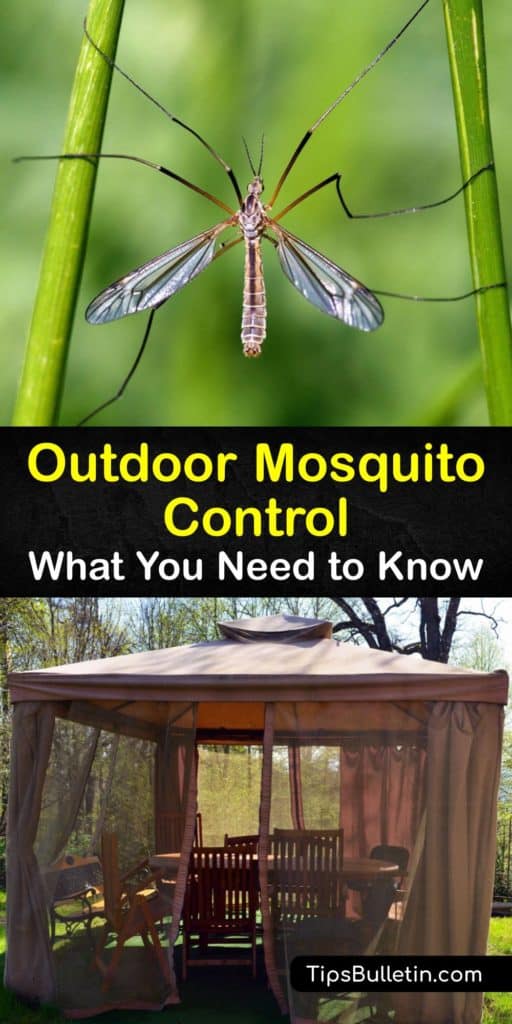 Mosquitoes are pesky insects born in standing water. Learn about various ways of mosquito control using essential oils, citronella candles, and even a mosquito trap. Discover ways to rid your yard of adult mosquitoes and kill larvae before they bite. #mosquitoes #outside #getridof