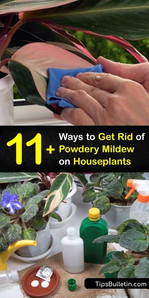 Discover how to save your infected plant from powdery or downy mildew. White mold on the stem or leaf of houseplant results from powdery mildew spores, a common fungal disease. Baking soda, vinegar, and other solutions rectify the problem. #howto #getridof #powdery #mildew #houseplants