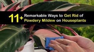 How to Get Rid of Powdery Mildew on Houseplants titleimg1