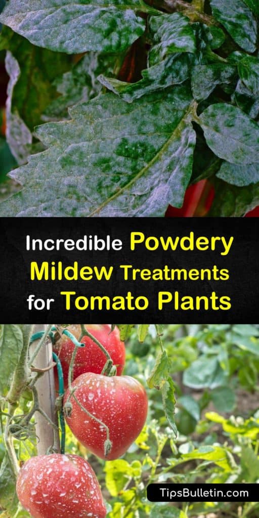 Uncover easy ways to deal with leaf mold on your tomato plants. Learn about preventing and treating powdery mildew spores on your tomato plant leaf by creating a baking soda spray and using neem oil. #tomato #powdery #mildew #plants #treatment