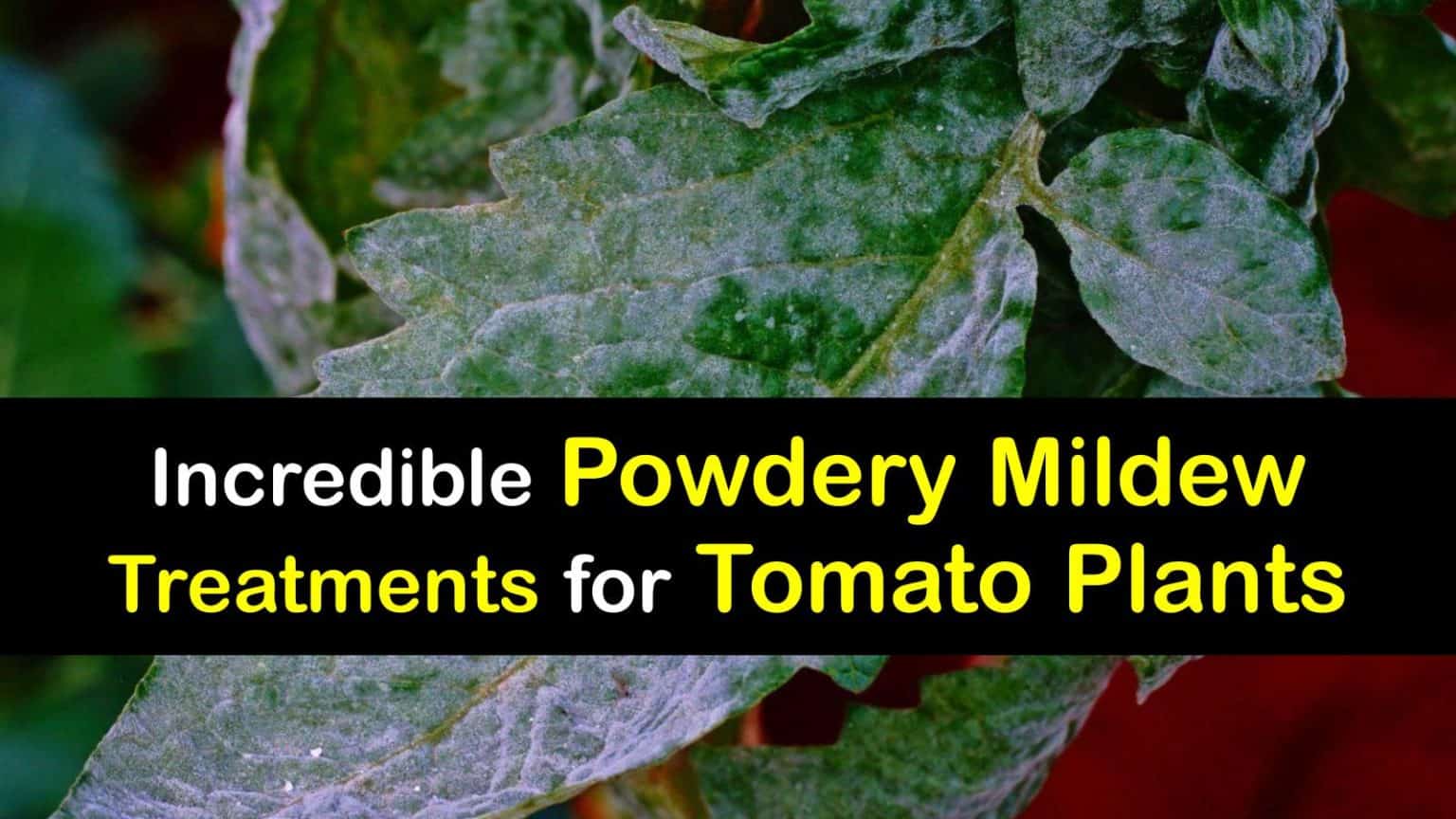 Get Rid of Powdery Mildew on Tomatoes White Spots on Tomato Plants