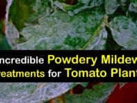 How to Get Rid of Powdery Mildew on Tomatoes titleimg1