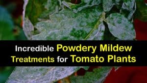 How to Get Rid of Powdery Mildew on Tomatoes titleimg1