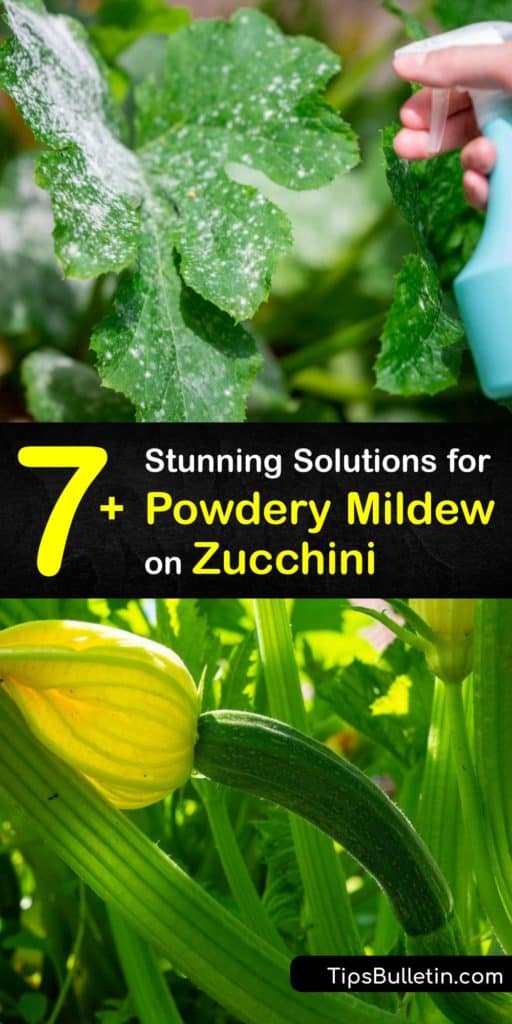 Powdery mildew fungi often infect zucchini leaf tissue. Treat an infected plant with products like neem oil or baking soda. Unlike downy mildew, powdery mildew spores don’t survive on wet surfaces. An infected leaf has fuzzy white spots that quickly spread. #zucchini #powdery #mildew #treatment