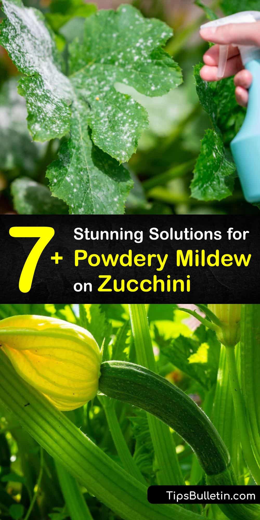 Zucchini Problems Treating White Mildew on Zucchini Leaves