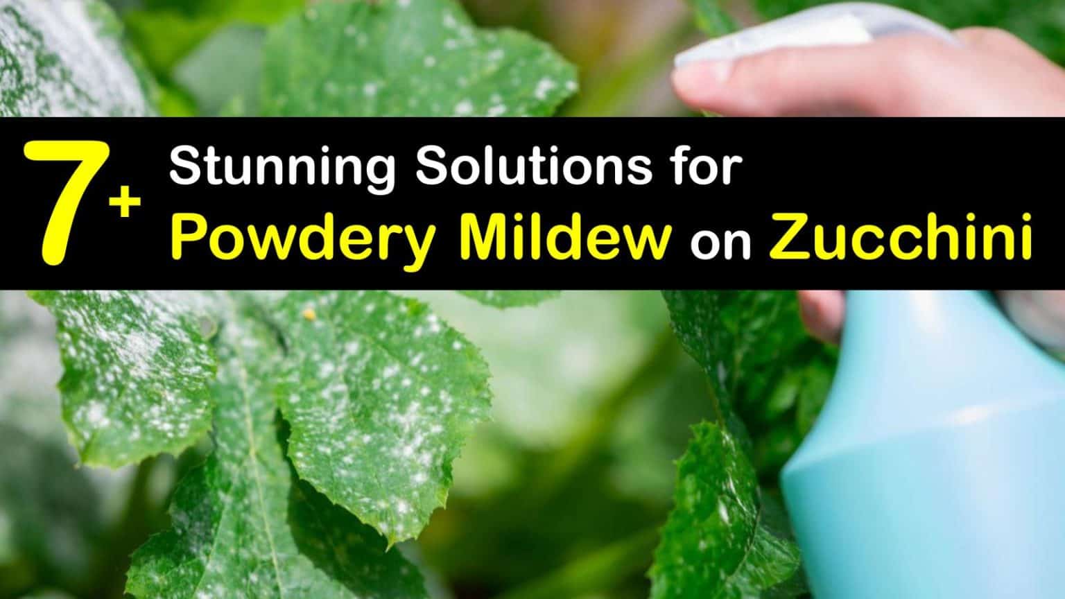Zucchini Problems Treating White Mildew on Zucchini Leaves