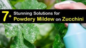 How to Get Rid of Powdery Mildew on Zucchini titleimg1