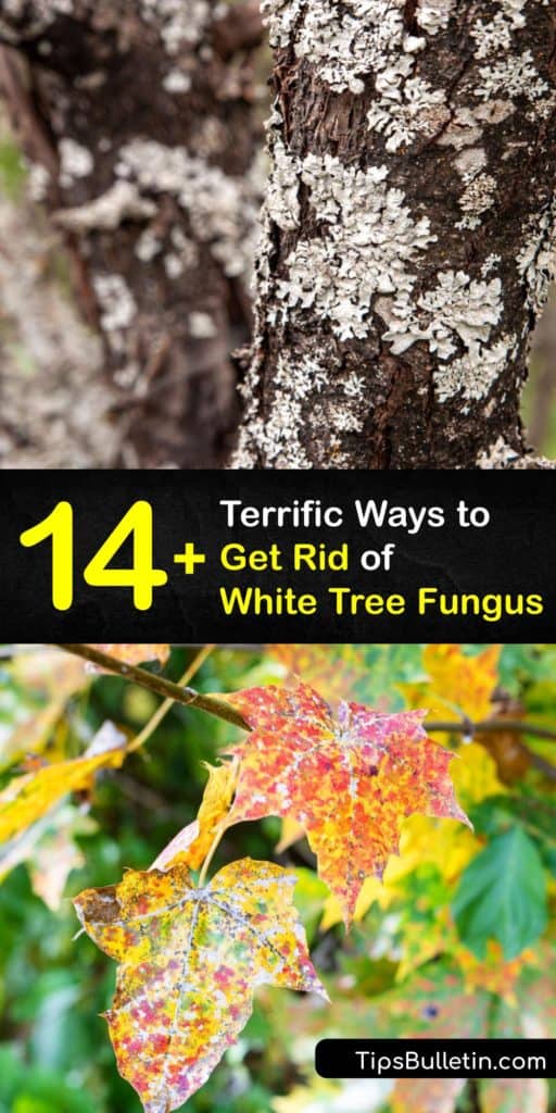 Start learning about the different types of white fungus that are killing your favorite plant and take action against the fungal infection. Use these tips to identify honey fungus and sooty mold on tree bark and treat the leaf spot and fungi with non-toxic ingredients. #remove #white #tree #fungus