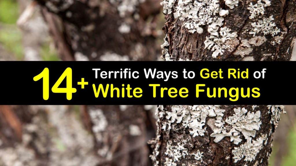 How to Get Rid of White Tree Fungus titleimg1