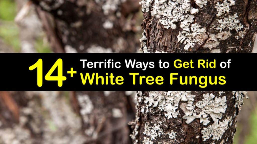 How to Get Rid of White Tree Fungus