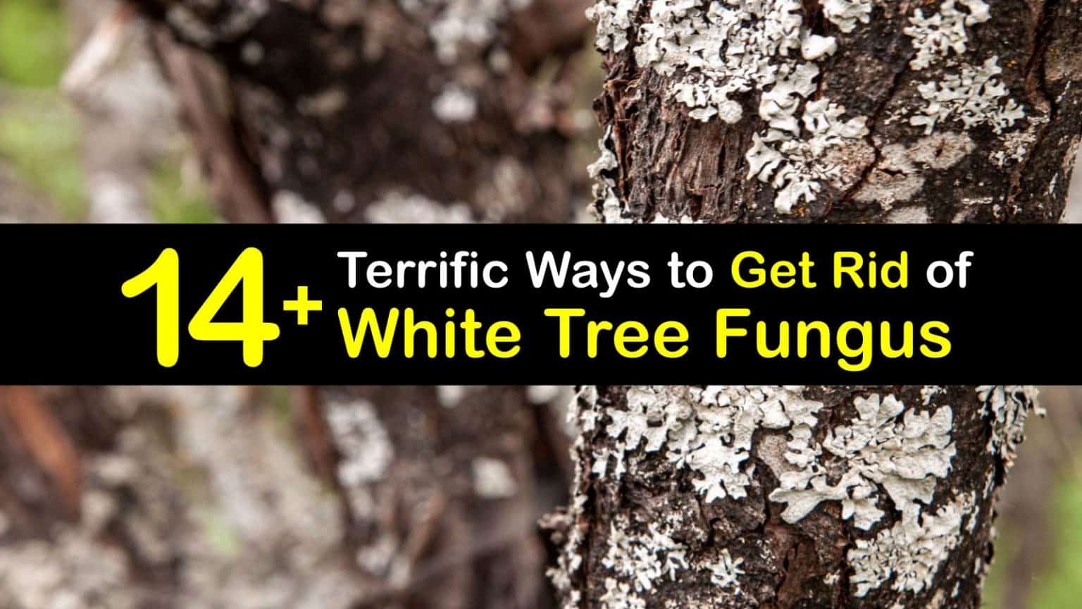 Eliminating Powdery Mildew on Tree Bark Get Rid of White Tree Fungus