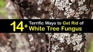 How to Get Rid of White Tree Fungus titleimg1