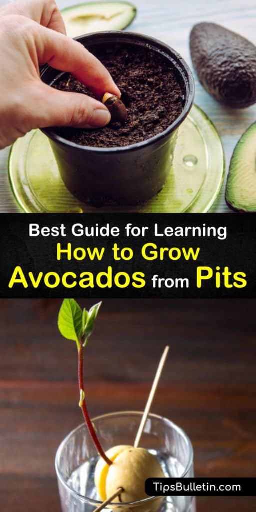 Make some magic happen by taking a standard California avocado seed and turning it into a houseplant or outdoor plant to bear fruit and make guacamole. Find out how to grow your own avocado tree by refraining from overwatering it and keeping it in direct sunlight. #growing #avocado #pit