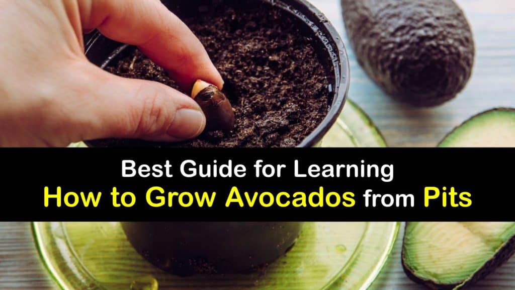 How to Grow an Avocado Tree from a Pit titleimg1