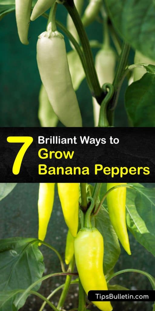 Find out unique ways to start growing banana peppers at home. Starting from banana pepper seeds, we'll guide you through proper soil temperatures and dealing with aphids, so your banana peppers are ready to harvest. #banana #peppers #growing #gardening