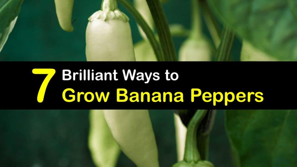 How to Grow Banana Peppers