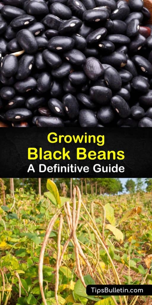 Discover how to grow-black-beans, or turtle beans, in the home garden. These legumes are available as bush beans and pole beans, and they are easy to grow at home for storing dried beans at the end of the growing season. #howto #growing #black #beans