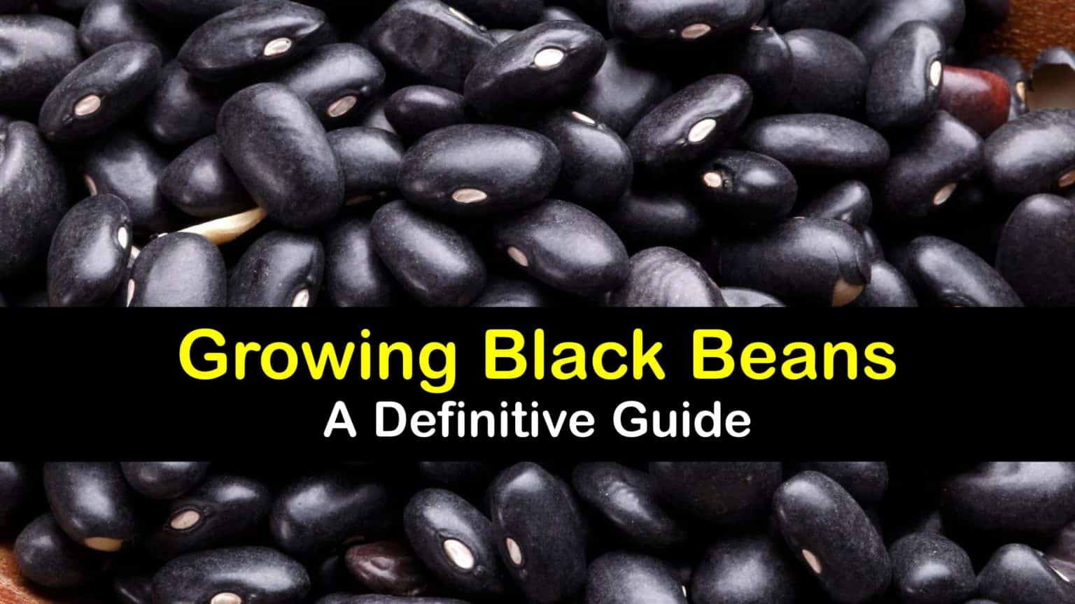Black Bean Planting Quick Guide to Growing and Caring for Black Beans
