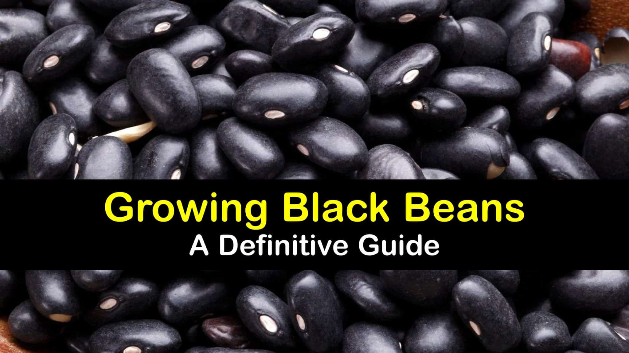 Black Bean Planting Quick Guide to Growing and Caring for Black Beans