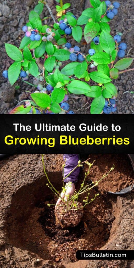 Read our step-by-step guide and uncover everything you need to know about growing blueberry plants. Find tips on planting in early spring, advice on soil pH, using peat moss, and what to expect the first year, #blueberry #bushes #growing