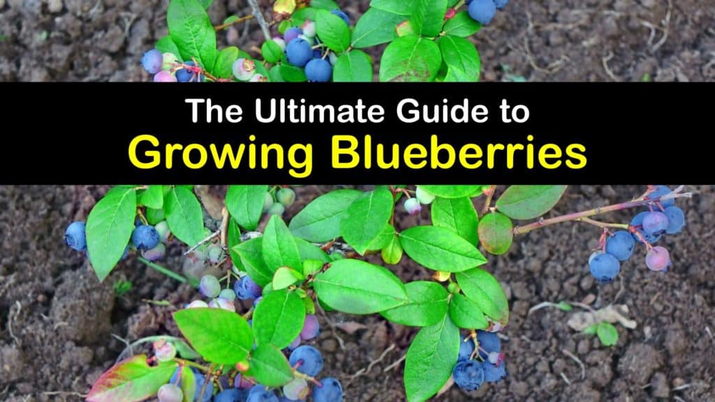 How to Grow Blueberries titleimg1
