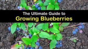 How to Grow Blueberries titleimg1