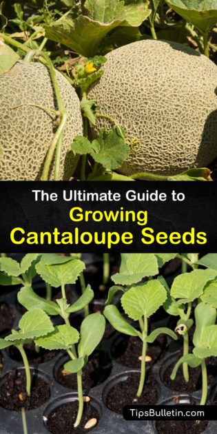 Planting Cantaloupe Seeds - Complete Cantaloupe Seed Growing Guide