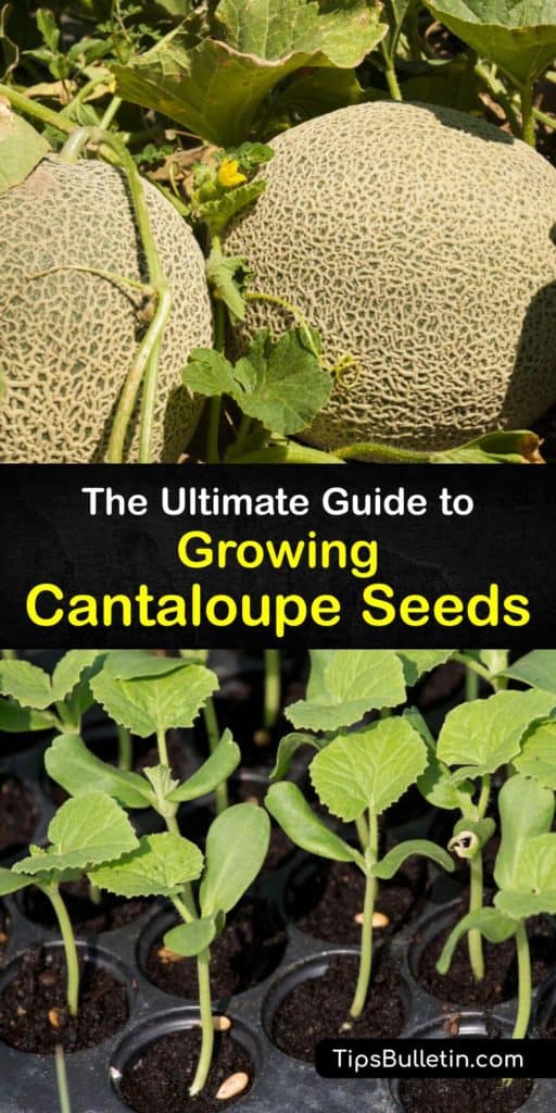 Find out how to plant cantaloupe seeds and care for them throughout the growing season. Use mulch or black plastic to warm the soil and sow seeds in full sun. Grow the vines on a trellis to save space. Protect against aphids and cucumber beetles with row covers. #grow #cantaloupe #seeds