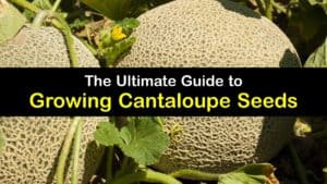 How to Grow Cantaloupe from Seed titleimg1