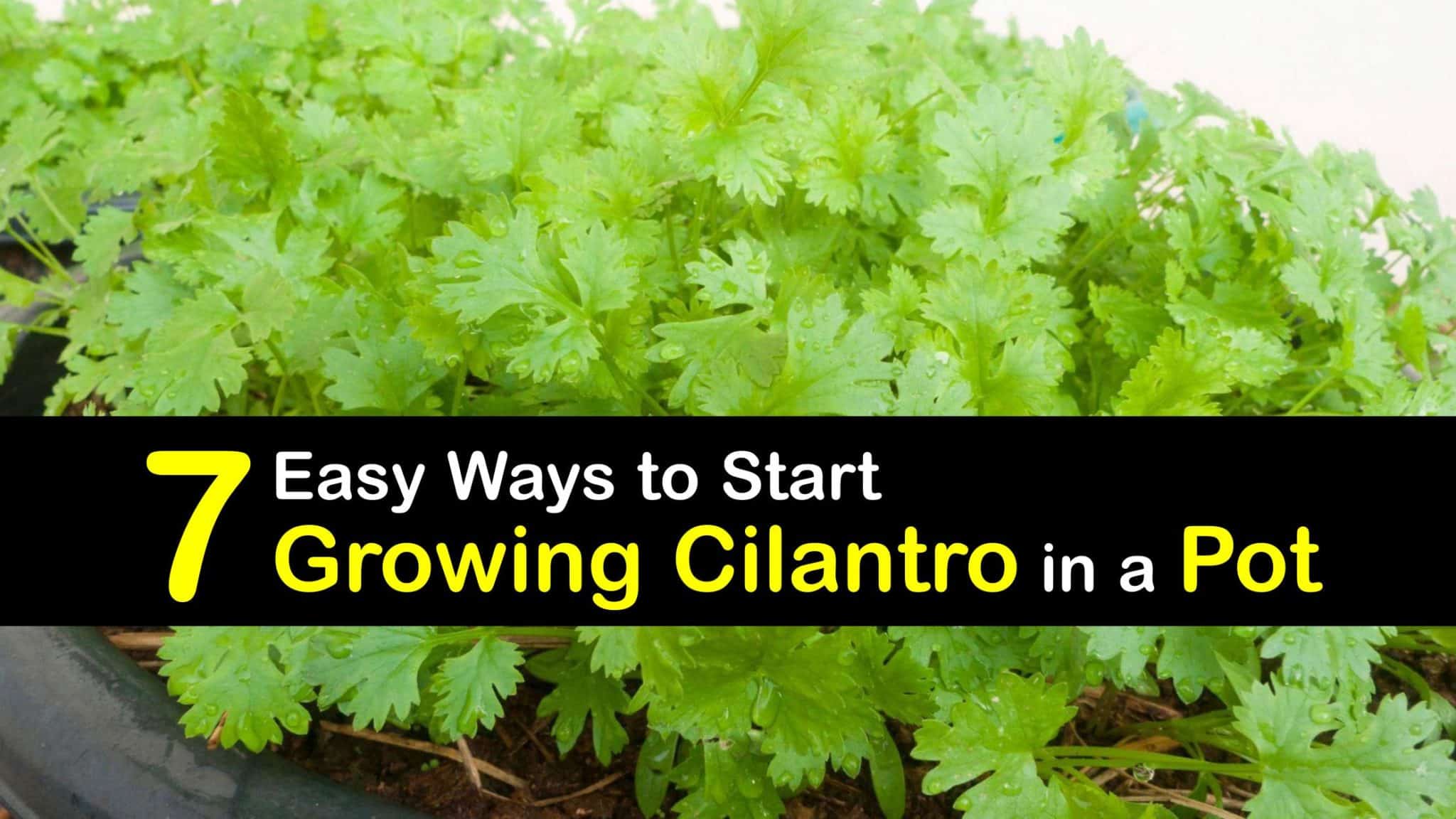 Plant Cilantro in Pots Handson Tricks for Planting Cilantro in