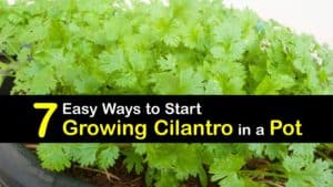 How to Grow Cilantro in a Pot titleimg1