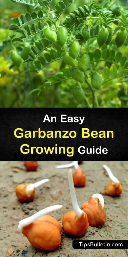 Learn how to grow garbanzo beans to make homemade hummus and other recipes by starting them indoors and transplanting them outside. Legumes need proper spacing and full sun to flourish, and mulch prevents weeds from taking over the garden. #growing #garbanzo #beans