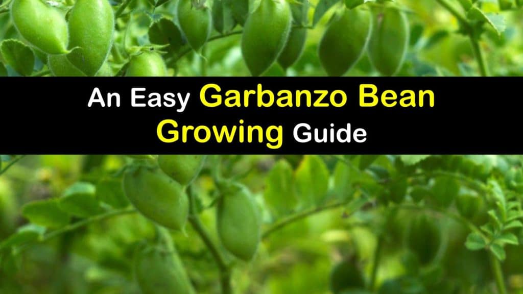 How to Grow Garbanzo Beans titleimg1