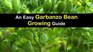 How to Grow Garbanzo Beans titleimg1