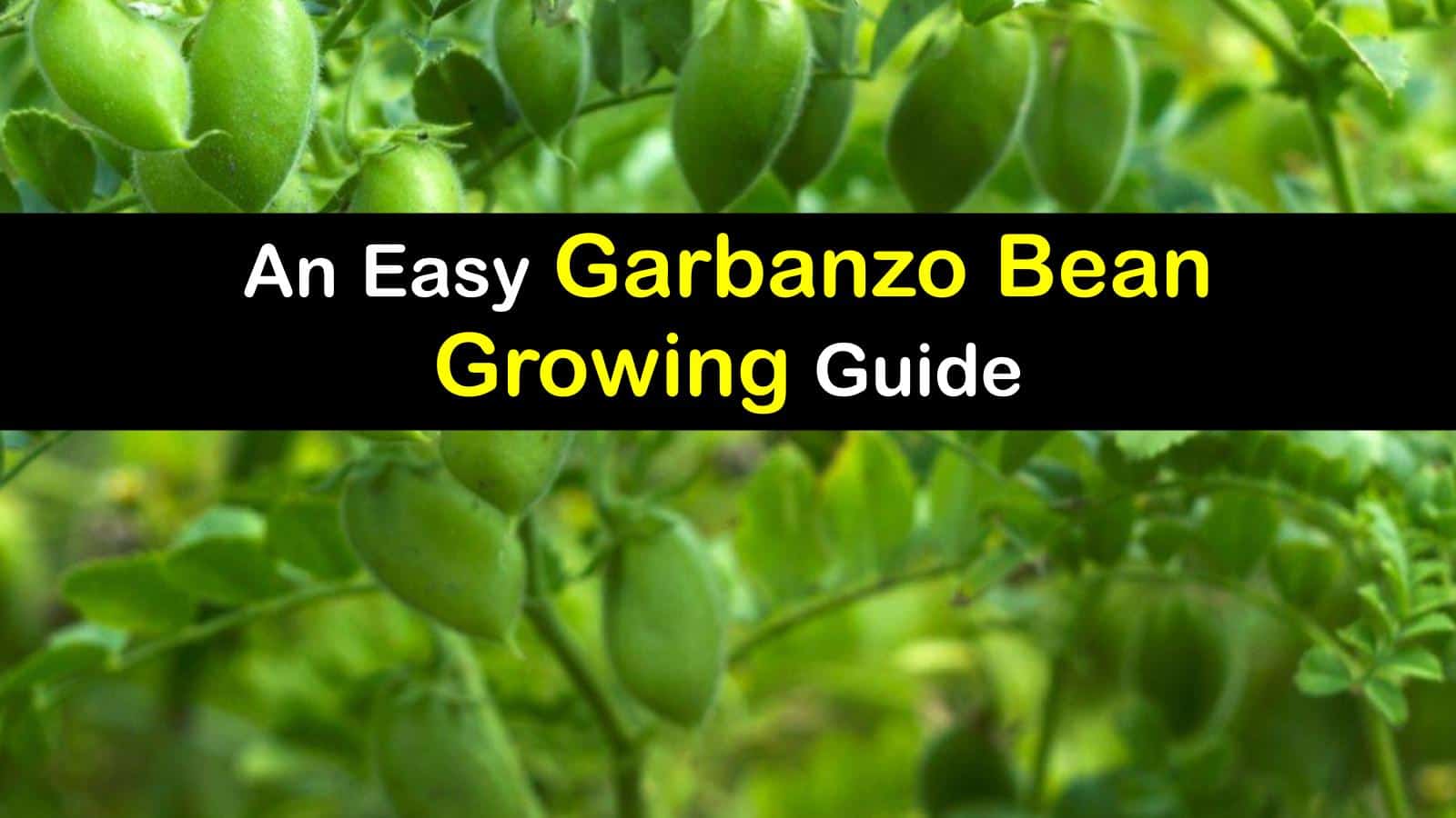 Grow Garbanzo Bean Plants Clever Tricks for Planting Garbanzo Beans